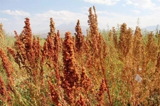 Kinoa Bitkisi Nasıl Tüketilir?